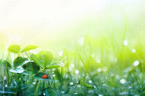 Beautiful Nature Background With Morning Fresh Grass And