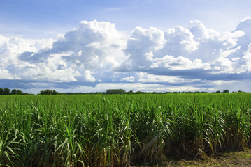 Blue Sky Pattern Background with Sugarcane Plantation