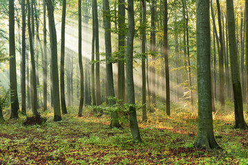 Fototapeta premium Forest landscape