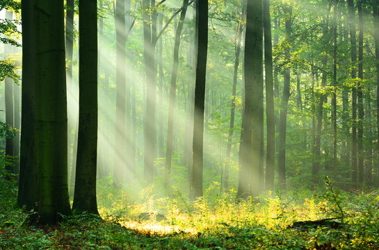 Fototapeta Forest landscape