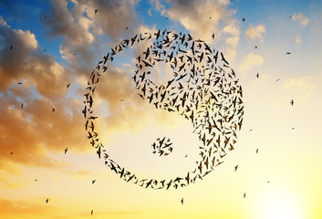 Silhouette of birds flying in Yin Yang formation at sunset sky.