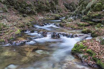 Fototapeta premium The water of a stream that flows into the woods