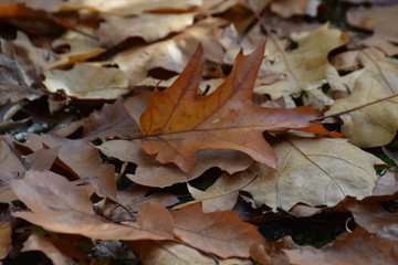 forest in autumn brown leaf trees