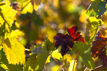 Red Grape Leaves