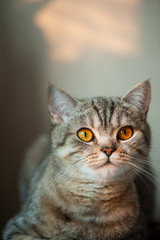 British Shorthair cat with yellow eyes lying on table.