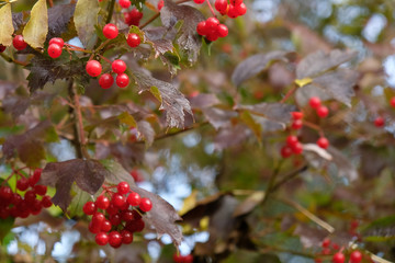 Red Berries 2