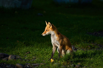 神楽岡公園のキタキツネ