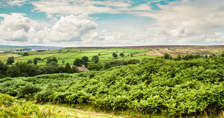 Obraz premium Faded Greenery