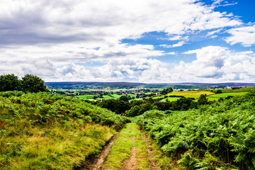 Obraz premium Green Pathway