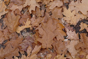 leafs on ground