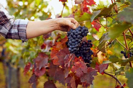 Male hand with blue grapes in a vineyard