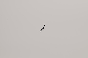 Bird of prey silhouette flying