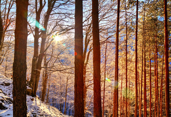 Obraz premium Beautiful landscape with sun rays in winter forest