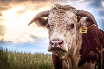 Hereford Bull close up portrait in pasture face shot