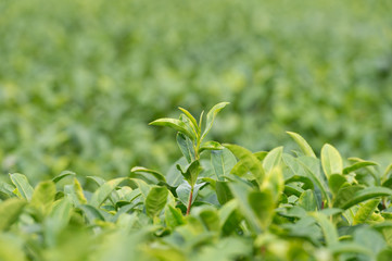 Green tea plant
