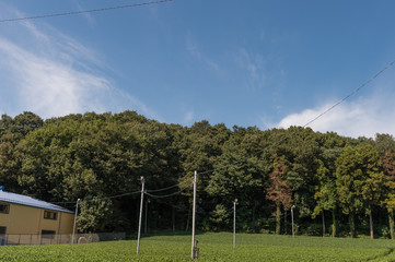 Obraz premium Green tea plant