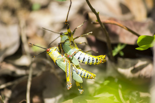 grasshopper mating in their natural environment