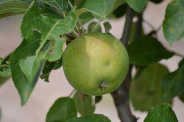 Apple on a tree branch