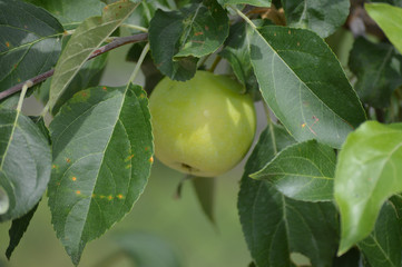 Apple on a tree branch
