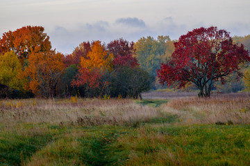 The october orange colors