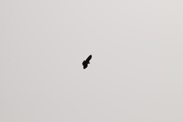 Bird of prey silhouette flying