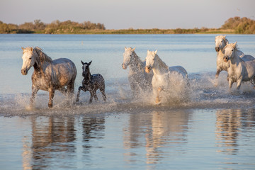 Mystical wild horses of the Camargue France running though water with foal - obrazy, fototapety, plakaty