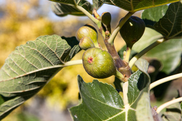 Young Figs on a Branch