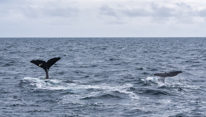 two sperm whales tails before diving