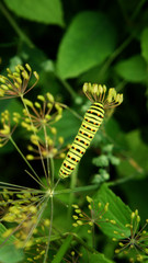 green yellow caterpillar