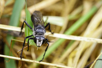 Image of Great Black Wasp (Sphex pensylvanicus) going to eat grasshopper. Insect Animal