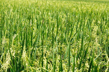 Rice in the field