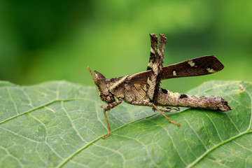 Image of Conjoined Spot Monkey-grasshopper (female), Erianthus serratus on green leaves. Insect Animal