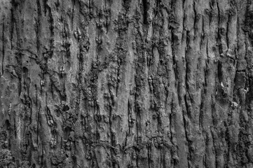 Bark background