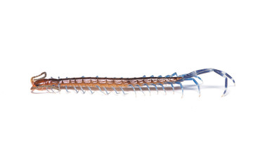 Young centipede isolated on white background