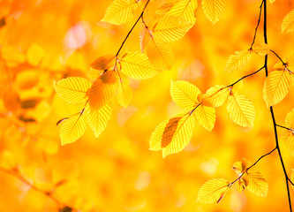  leaves in autumn forest