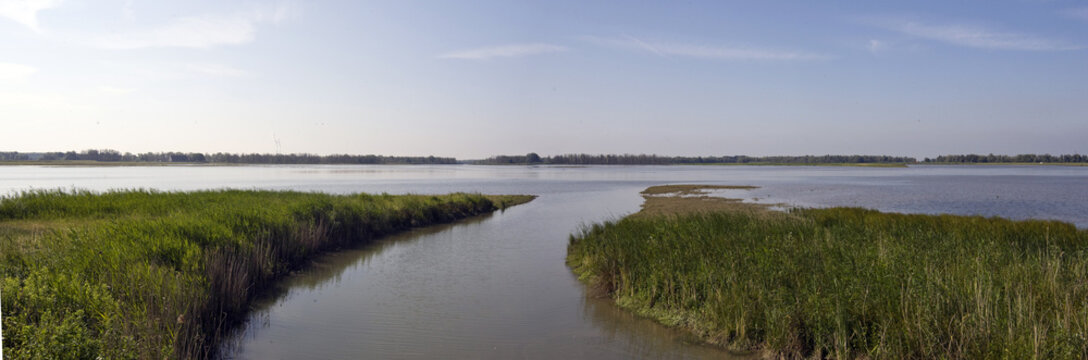 Hollandse biesbosch