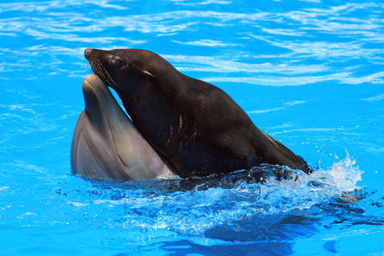Dolphin and fur seal swimming in a pool
