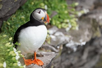 Papageitaucher / Puffin an den Klippen von Latrabjarg, Westfjorde / Island