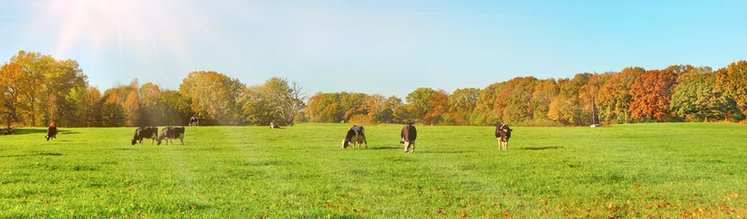 Crédence de cuisine en plexiglas Vache Vaches au pâturage en automne