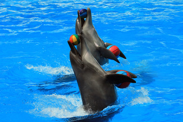 Two dolphins with balls in a pool