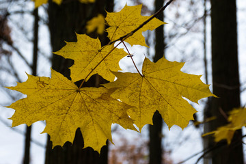 maple leaves in autumn