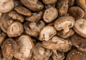 Shiitake mushrooms, selective focus