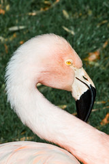 Pink Flamingo head and neck portrait in profile.   