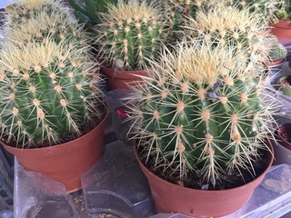 Cactus plants in pots