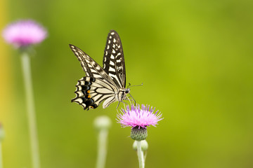 アゲハチョウと野アザミ