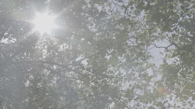 Sun shines trough tree