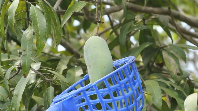 harvesting mango