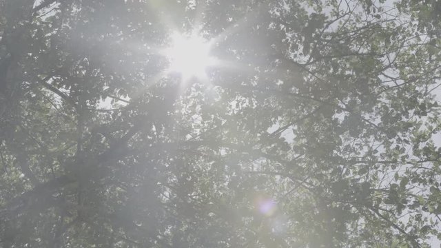 Sun shines trough tree