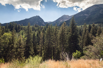 Meadow, Tree, and Mountain view of Cascade Springs National Park, American Fork Canyon
