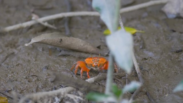 Crab livng mud in mangrove forest